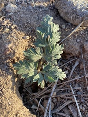 Cymopterus globosus