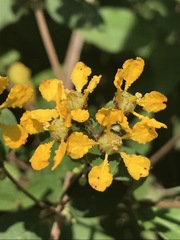 Gaudichaudia cynanchoides