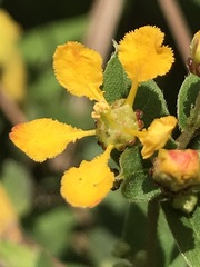 Gaudichaudia cynanchoides