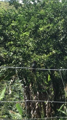 Anthracothorax dominicus