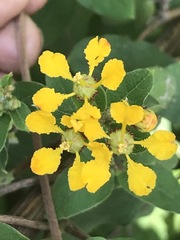 Gaudichaudia cynanchoides