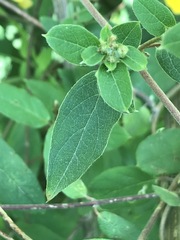 Gaudichaudia cynanchoides