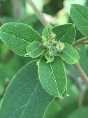 Gaudichaudia cynanchoides