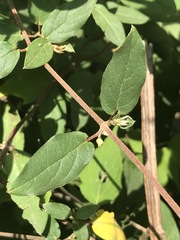 Gaudichaudia cynanchoides
