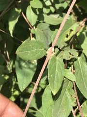 Gaudichaudia cynanchoides