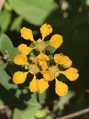 Gaudichaudia cynanchoides