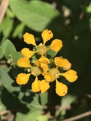 Gaudichaudia cynanchoides