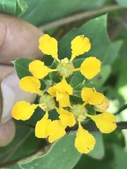 Gaudichaudia cynanchoides