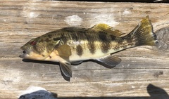 Paralabrax nebulifer