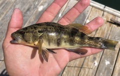 Paralabrax nebulifer