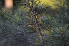 Sophora molloyi