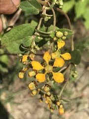 Gaudichaudia cynanchoides