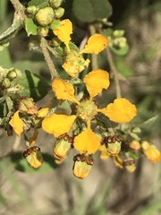 Gaudichaudia cynanchoides