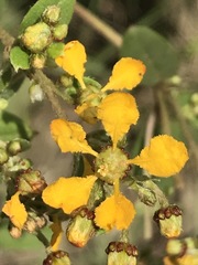 Gaudichaudia cynanchoides
