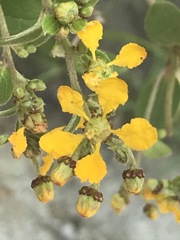 Gaudichaudia cynanchoides