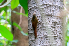 Lepidocolaptes souleyetii