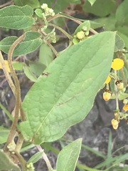 Gaudichaudia cynanchoides
