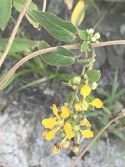 Gaudichaudia cynanchoides