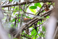 Thryophilus rufalbus