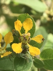 Gaudichaudia cynanchoides