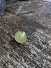 Amphibolips quercusracemaria