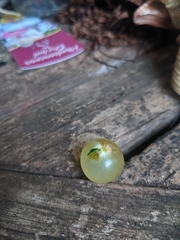 Amphibolips quercusracemaria