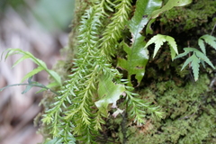 Phlegmariurus varius