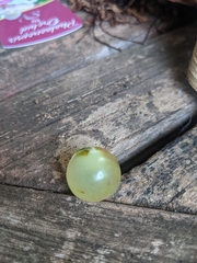 Amphibolips quercusracemaria