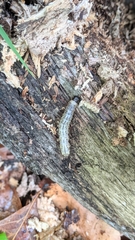 Scolecocampa liburna