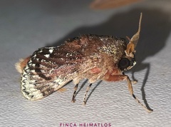Brachycodilla carmen