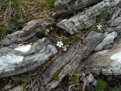 Arenaria ciliata