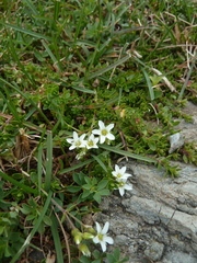Arenaria ciliata
