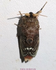 Brachycodilla carmen