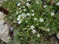 Arenaria ciliata