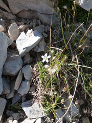 Arenaria grandiflora