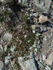 Arenaria ciliata multicaulis