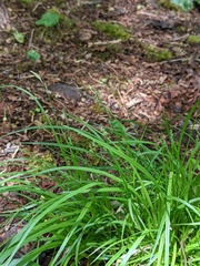 Carex deweyana