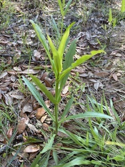 Penstemon multiflorus