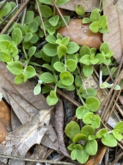 Houstonia procumbens