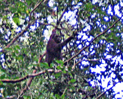 Pongo pygmaeus morio