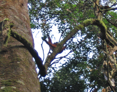 Pongo pygmaeus morio