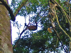 Pongo pygmaeus morio