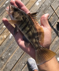 Paralabrax nebulifer