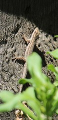 Lygodactylus capensis
