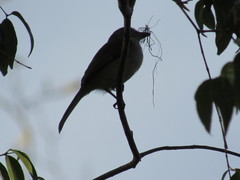 Tolmomyias sulphurescens