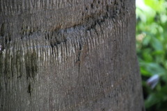 Lygodactylus capensis