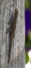 Lygodactylus capensis