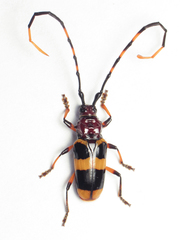 Trachyderes hilaris