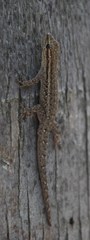 Lygodactylus capensis