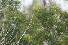 Stizoptera bichenovii bichenovii